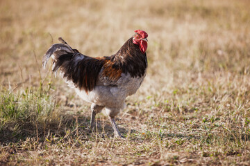 rooster in a grassy field, Ameraucana breed, at a subsistence small farm in Botswana , african food production