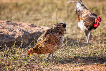 two chickens in a grassy field, Ameraucana breed, at a subsistence small farm in Botswana , african food production