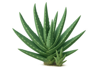 Fototapeta premium Aloe vera plant growing, natural medicinal succulent, healthy green leaves propagating, transparent background
