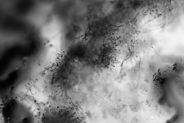 Fungal spoilage of contaminated egg tart after a week on the shelf