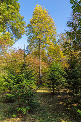 Naklejka premium Autumn Landscape of South Park in city of Sofia, Bulgaria