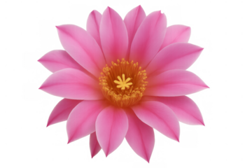 Pink cactus flower blooming isolated on transparent background, showing petals, stamens and pistil