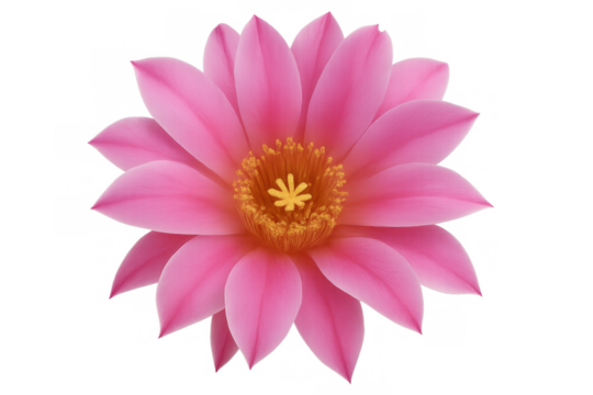 Pink cactus flower blooming isolated on transparent background, showing petals, stamens and pistil - Powered by Adobe