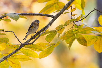 Yellow rumped warbler in hickory tree