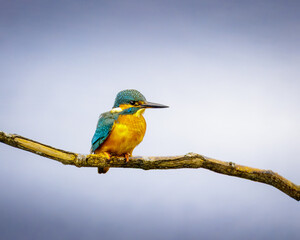 Juvenile Female Kingfisher, Alcedo Atthis, perched on a branch intently fishing, in the River Derwent. October 2025