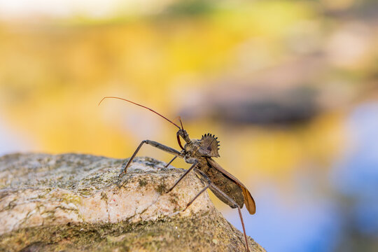 Close up shot of the North American wheel bug