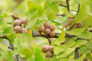 The ginkgo tree is full of fruit