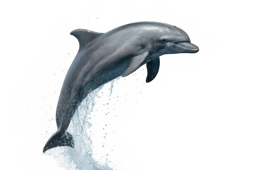 Dolphin jumping out of water, splashing, marine mammal in motion, isolated on transparent background