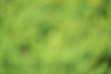 Defocused green background. Blurred greenery, natural bokeh.