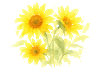 Obraz premium Watercolor sunflowers blooming, hand painted floral illustration with yellow petals and green leaves on transparent background
