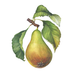 Fresh Conference pear. European pear tree branch with green leaves. Hand drawn watercolor painting illustration isolated on white background.	