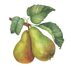 Fresh Conference pears. European pear tree branch with green leaves. Hand drawn watercolor painting illustration isolated on white background.