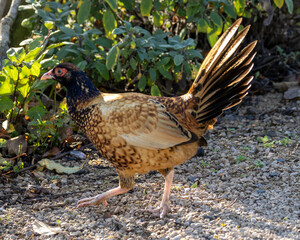 Hybrid bird. Old English pheasant fowl derivative, Beautifully golden with delicate markings.