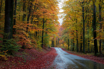 Beautiful autumn colors at Soderasen National Park in Sweden.