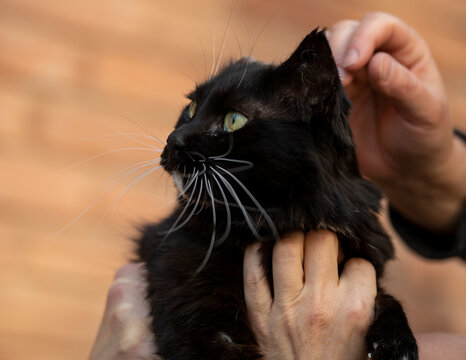 Portrait of a beautiful fluffy cat, she is missing one ear, she is black but one paw is white, against a background of red bricks, the owner strokes her