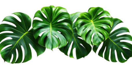 Green Monstera Deliciosa Leaves with Distinctive Lobes