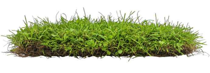 Green lush grass with dense foliage and visible roots