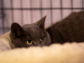 A portrait of a beautiful gray cat lying and hiding, she's a coward