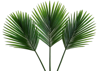 Three green palm leaves with long and narrow leaflets in a close-up view