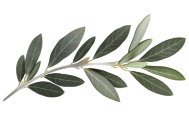 Close-up of olive branch with green leaves for nature and plant themes