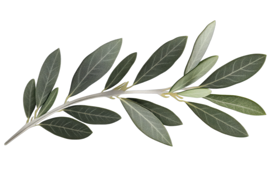 Close-up of olive branch with green leaves for nature and plant themes