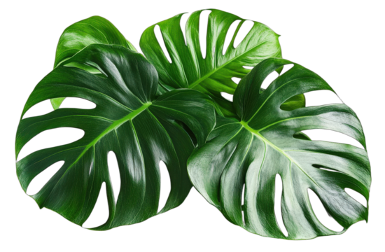 Beautiful Monstera Deliciosa Leaves with Distinctive Shapes and Vibrant Green Color