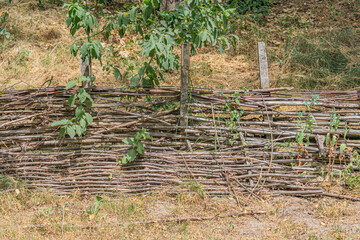Fototapeta premium Ancient Central European village garden with a wooden fence, vibrant red flowers, and young trees Daytime scene with soft shadows, green foliage, red blooms, brown wooden fence, and clear skies