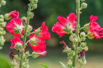 Close-up photographs of vibrant red flowers in an ancient Central European village, against a blurred natural background Detailed floral structures with saturated hues and textured petals Realistic