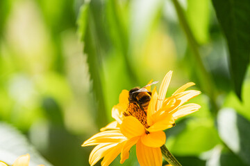 Close-up shot of a bee on a yellow flower in a central European meadow The scene highlights the interaction between the bee and flora with a focus on scale, contrast, and vivid colors