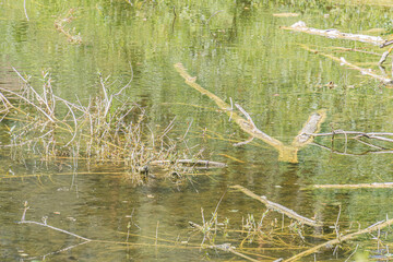 Tranquil, small lake or pond in an ancient Central European village at dawn or dusk Cluster of reeds on the left, calm water with gentle ripples reflecting surroundings Dominant colors greens, blu
