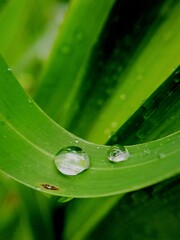 raindrops on leaf