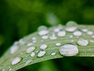 raindrops on leaf
