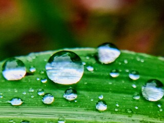 raindrops on leaf
