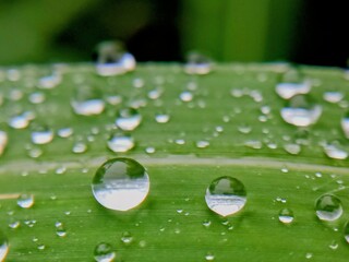 raindrops on leaf