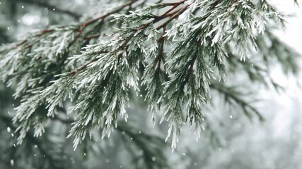 Delicate snow-dusted fir branches with reddish twigs against a soft misty backdrop, capturing wintry woodland texture and serene evergreen beauty in cool tones