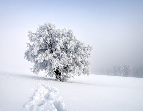 Snowy landscape with a frosted tree and footprints in the foreground - Powered by Adobe