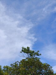 Green tree foliage with cloudy sky background