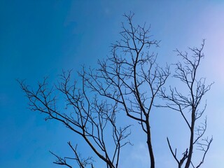 The view of leafless tree branches with a bright blue sky in the background