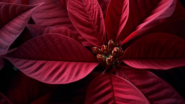 Vibrant close-up of a red poinsettia flower with layered crimson bracts and central yellow blooms, showcasing intricate leaf veins and holiday symbolism in rich detail