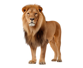 Obraz premium Majestic lion portrait isolated on black, animal wildlife concept on transparent background