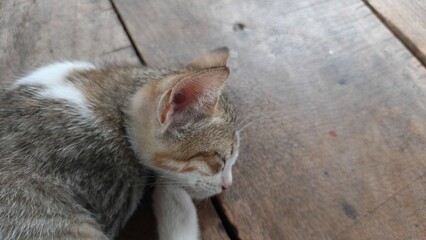 A cute cat sleeping peacefully on a wooden floor, showing natural light and warm tones. This relaxing moment is perfect for use in pet-themed blogs, animal care promotions, lifestyle designs, or socia