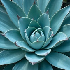 Blue Agave Americana Close-Up &ndash; Detailed Botanical Photography