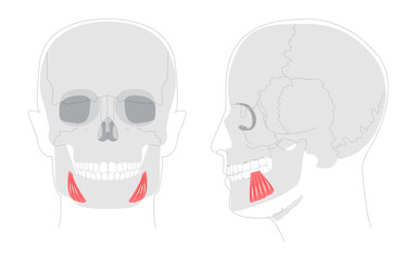Depressor anguli oris - Human facial muscle diagram that depresses the corners of the mouth contributing to frowning expressions, useful for medical and educational illustrations