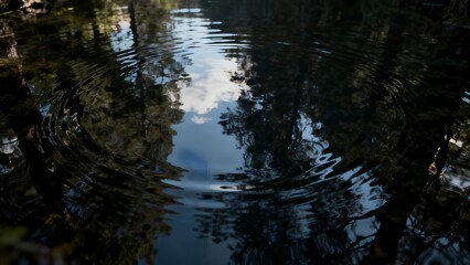 Obraz premium 天へ伸びる森の道 — 木々の谷間に射す光