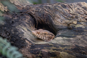 Cluster of delicate mushrooms growing on a decaying log in a forest with soft natural light and bokeh background.