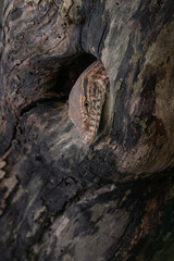 Cluster of delicate mushrooms growing on a decaying log in a forest with soft natural light and bokeh background.