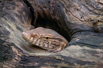 Cluster of delicate mushrooms growing on a decaying log in a forest with soft natural light and bokeh background.