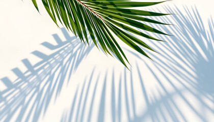 Fototapeta premium palm leaf shadow on abstract white sand beach background, sun lights on water surface, beautiful abstract background concept banner for summer vacation at the beach, papercraft. White tone
