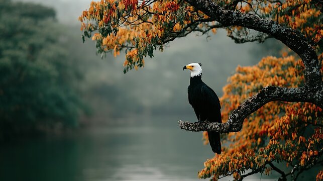 Bald eagle perched on a branch overlooking a lake with autumn foliage. - Powered by Adobe