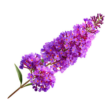 Purple buddleja davidii flower branch on transparent background